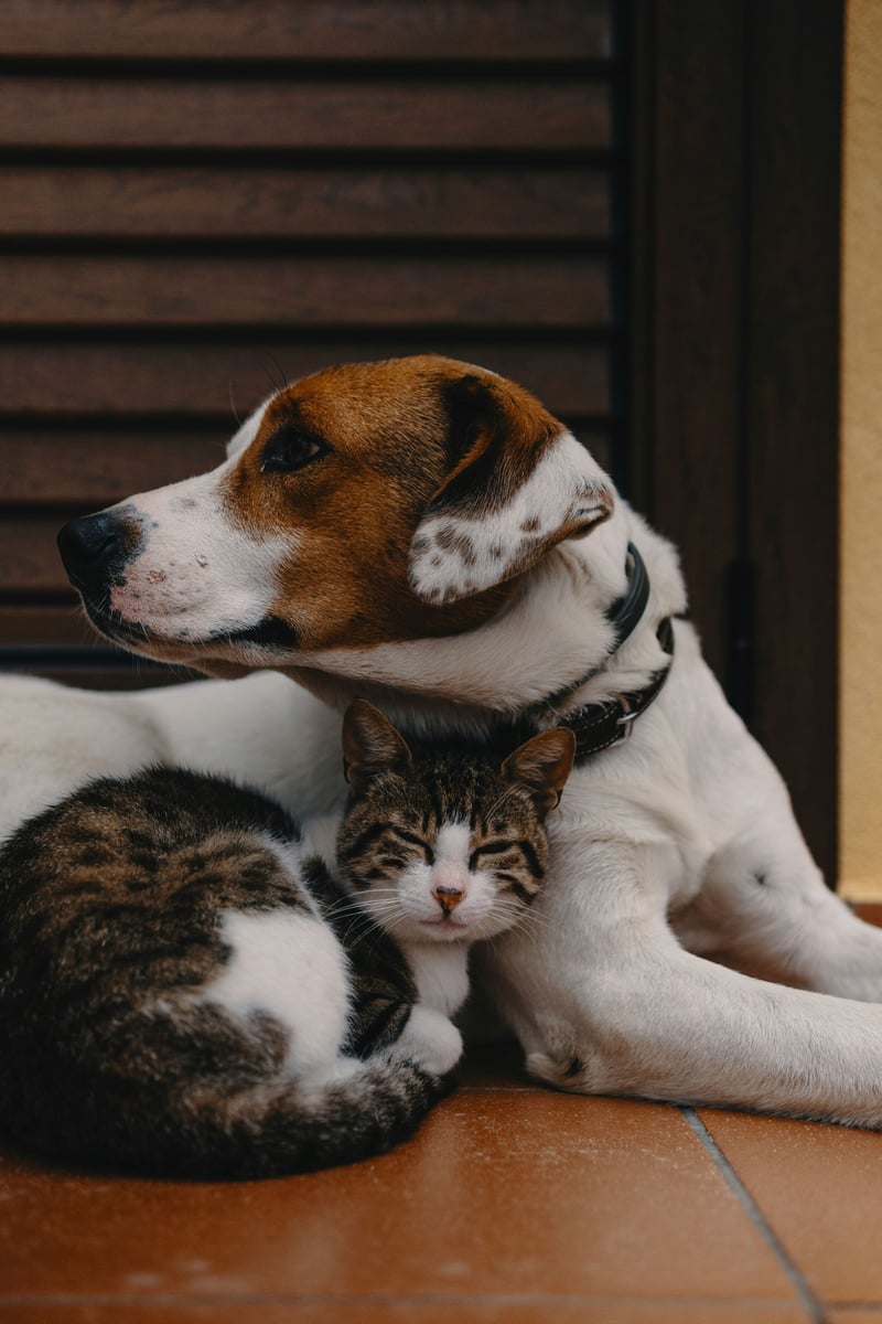 Bien vivre avec plusieurs animaux : réussir la cohabitation