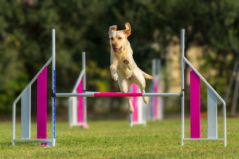 Agility et sports d'agilité : le guide pour se lancer avec son chien