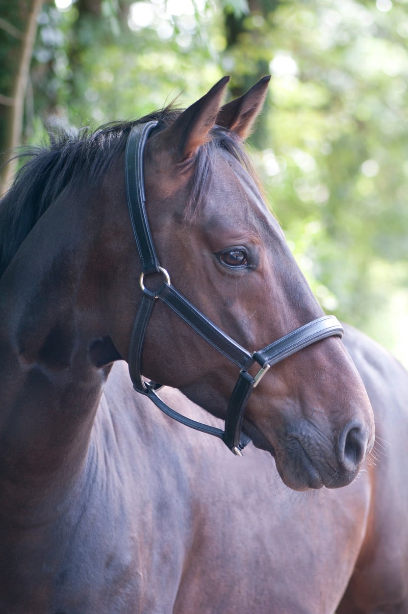 Haras nationaux : trois siècles d'histoire au service du cheval français